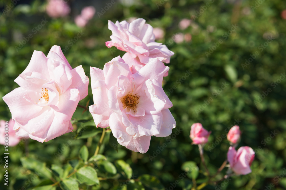 Obraz premium バラ