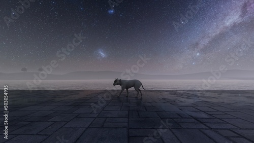 dog walking on dock © Hirzan