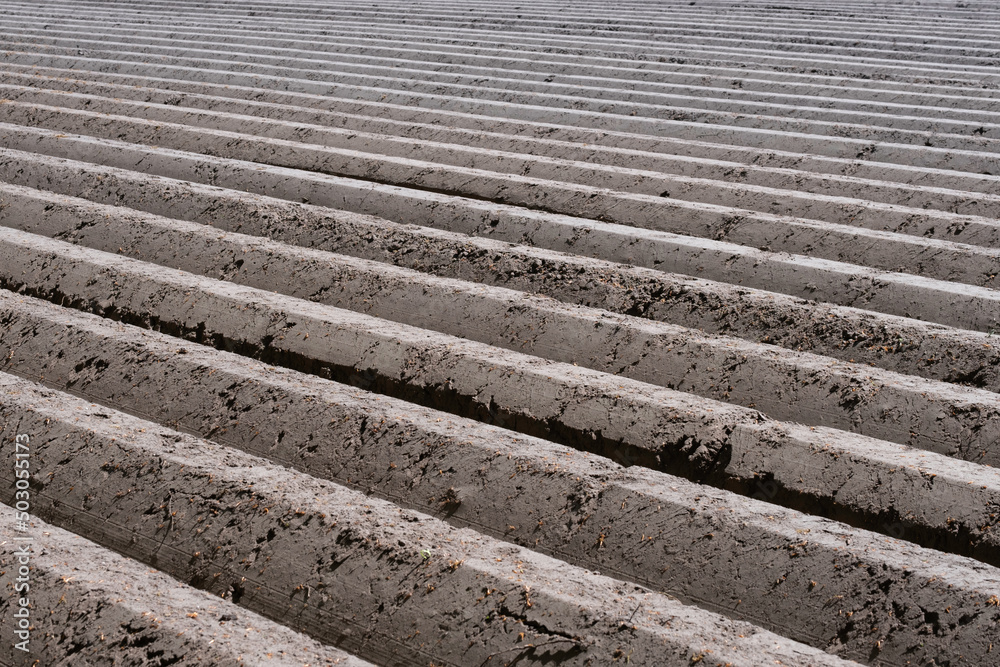 Background with deep plowed straight furrows in the earth necessary for planting seed potatoes. Potatoes are grown in ridges