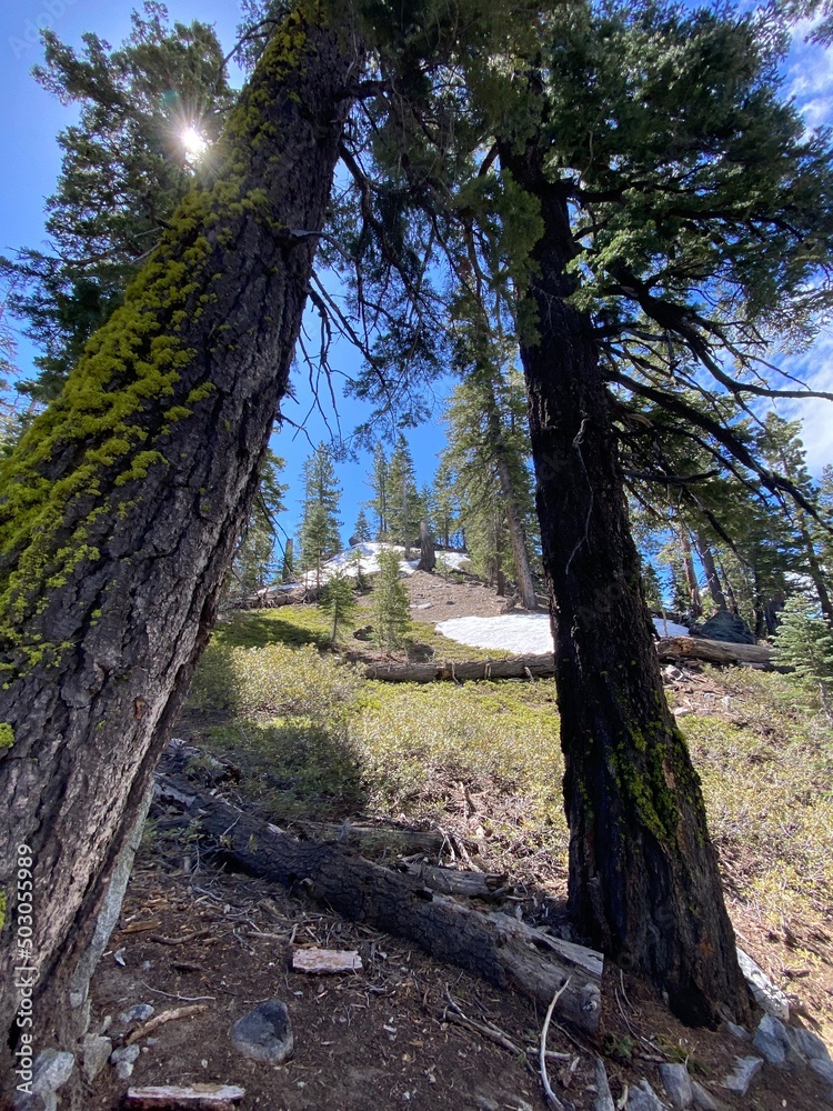 Forest Trees