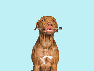 Lovable, pretty brown puppy and toothbrush. Close-up, indoors. Studio photo, isolated background. Pet care concept