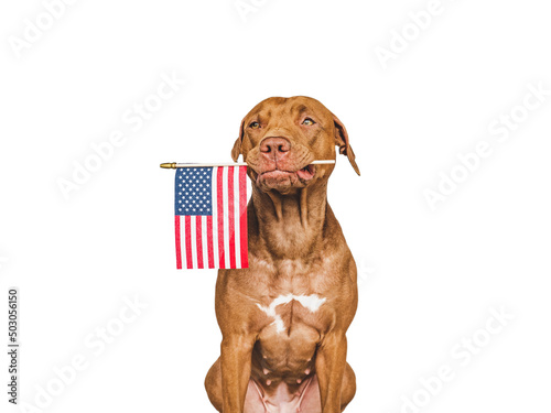 Lovely brown puppy with a small American Flag. Closeup, indoors. Studio shot. Congratulations for family, loved ones, relatives, friends and colleagues. Pets care concept
