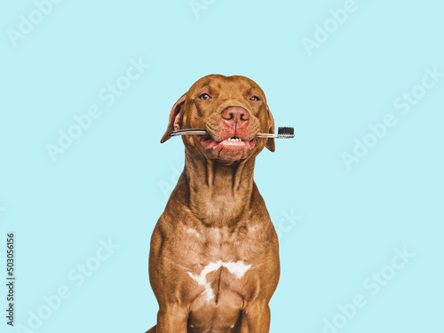 Lovable, pretty brown puppy and toothbrush. Close-up, indoors. Studio photo, isolated background. Pet care concept