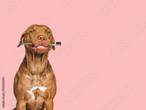 Lovable  pretty brown puppy and toothbrush. Close-up  indoors. Studio photo  isolated background. Pet care concept