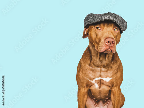Lovable, pretty brown dog. Close-up, indoors. Isolated background. Pet care concept