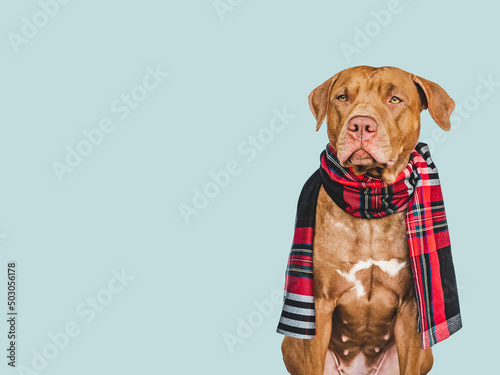 Lovable, pretty brown dog. Close-up, indoors. Isolated background. Pet care concept