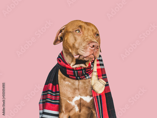 Lovable  pretty brown dog and smoking pipe. Close-up  indoors. Isolated background. Pets care concept