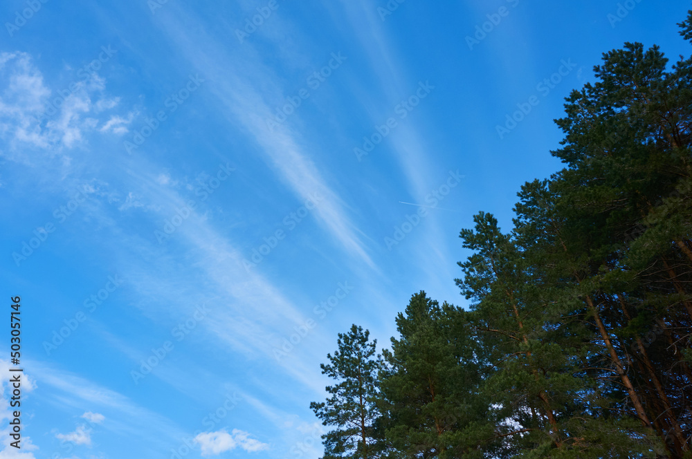 Blue, beautiful sky with cirrus clouds in the background of trees. Nature background. Blue, beautiful sky with cirrus clouds in the background of trees. Nature background.