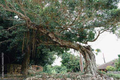 竹富島。沖縄らしい南国の木