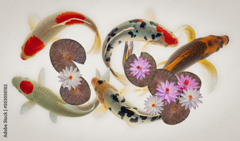 Fototapeta premium koi fish and lotus flower and leaves on white background