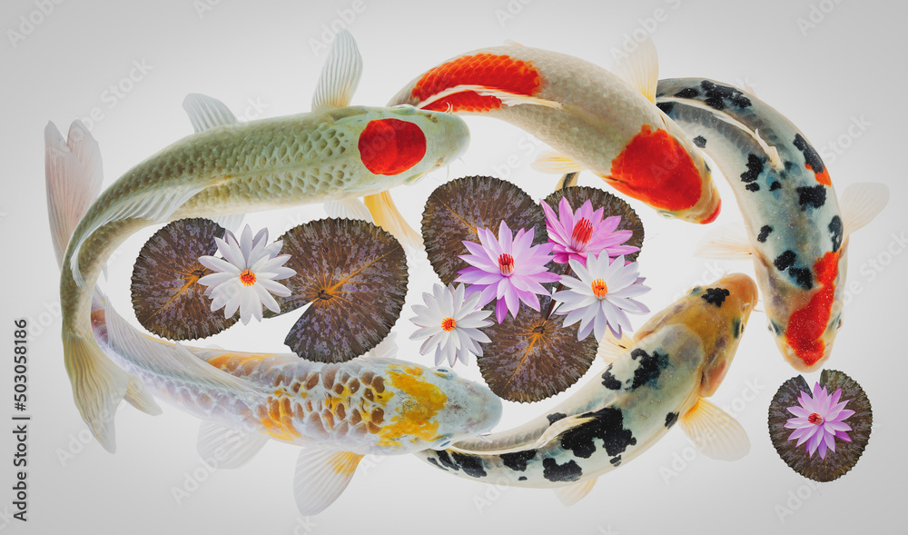 koi fish and lotus flower and leaves on white background