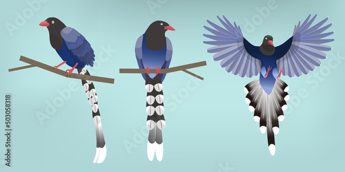 isolated illustrations of Urocissa caerulea( endemic species of Taiwan)
