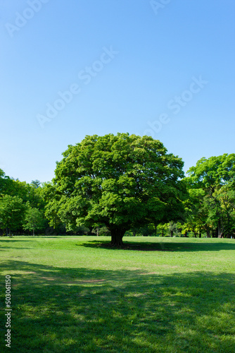 Park Tree