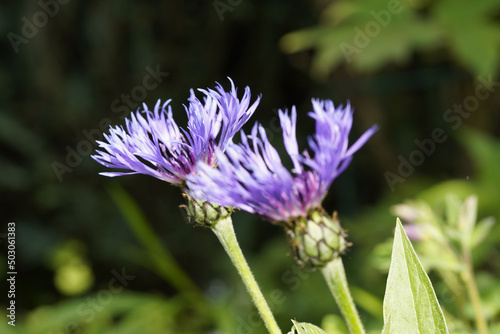 two purple flower of knapwood, Centaurea jacae - mibu photo