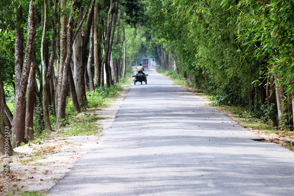A beautiful road in a village with both side trees.landscape, wallpaper, exclusive natural scenery etc