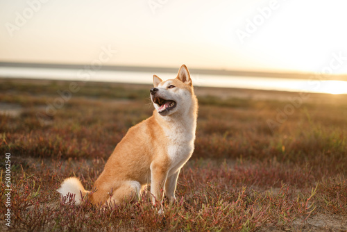 Shiba inu dog sitting outdoors photo