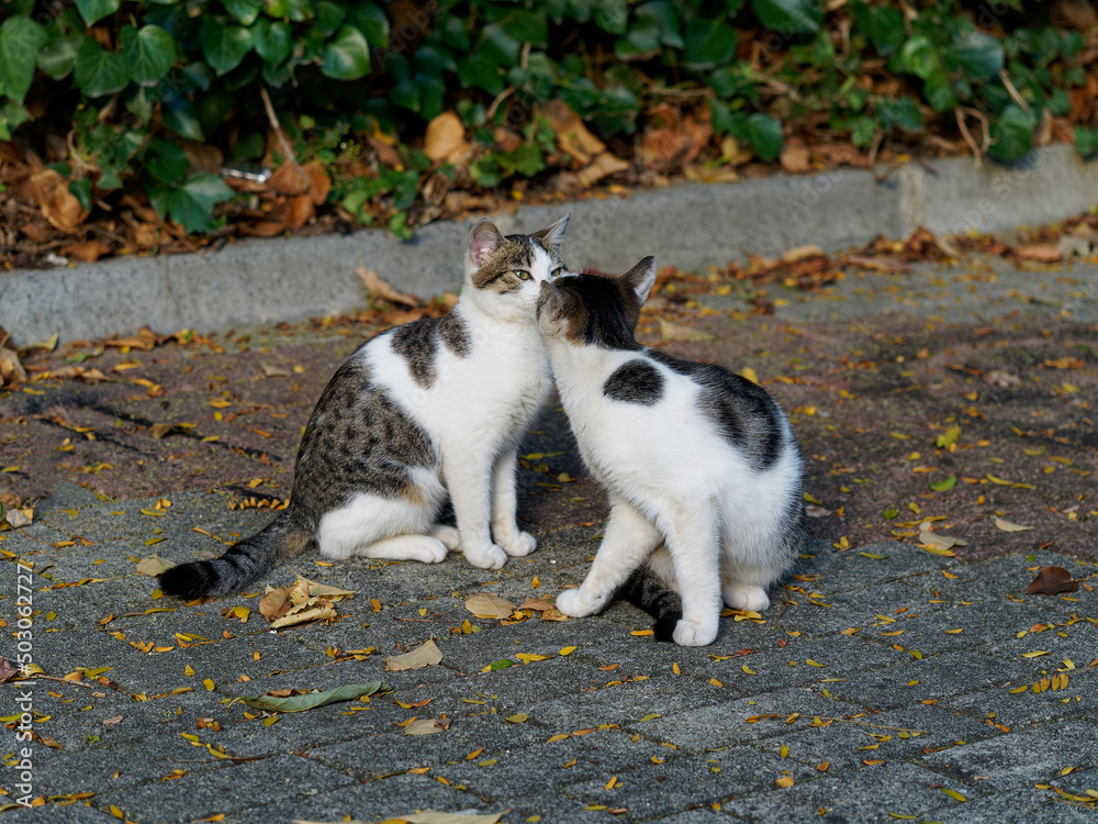 Cute public kittens loving eachother on the pavement