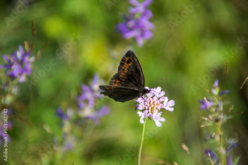 Beautiful butterfly, Erebia aethiops (Scotch argus) photo