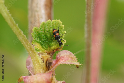 Closeup on a tiny , colorful red striped soft winged lower beetl photo