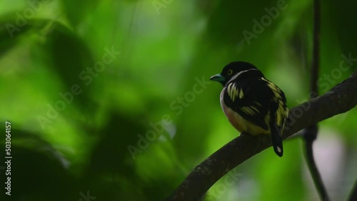 Black-and-yellow Broadbill, Eurylaimus ochromalus, Thailand photo