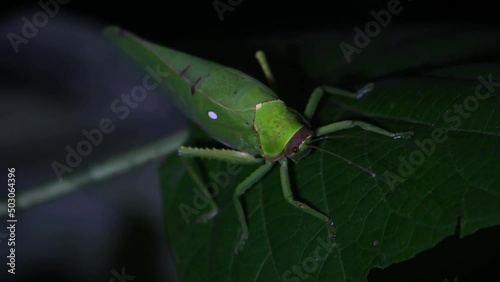 Katydid, Tettigoniidae, Tropical Insect, Thailand photo
