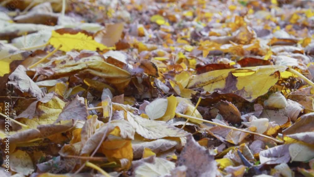 Autumnal leaves blowing in wind. September time. Autumnal leaves blowing in wind. September time.