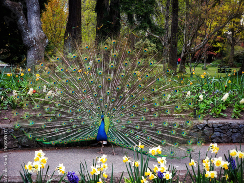 Beautiful male peacock fanning at Beacon Hill park, Victoria, BC, Canada photo