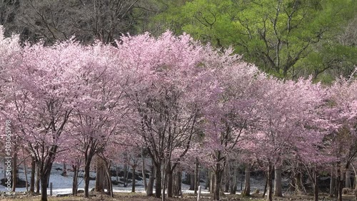 ミニ尾瀬公園・桜（福島県・檜枝岐村） photo