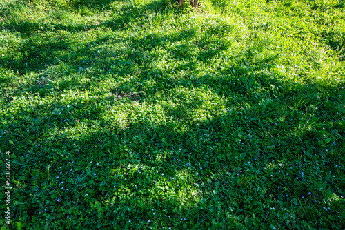 Corn speedwell in the meadow under sunlight. photo