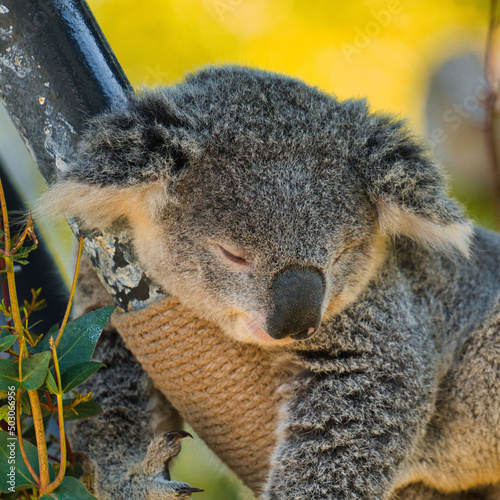 Canvas Print Closeup shot of a gray koala sleeping in a zoo