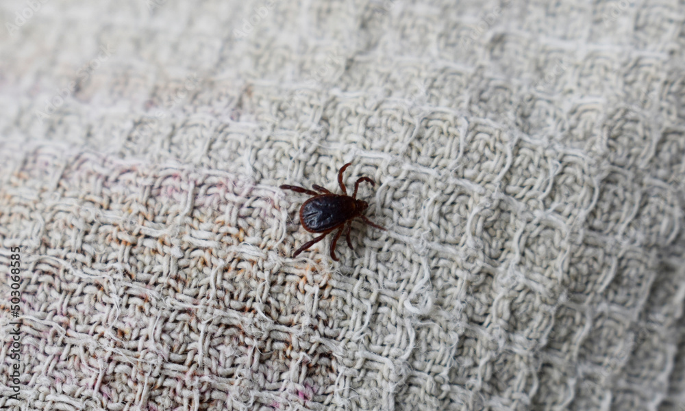 A small tick crawls on the fabric surface. A small tick crawls on the fabric surface.