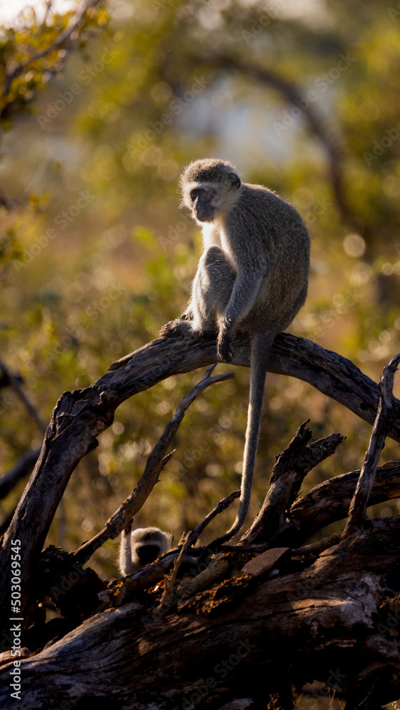 Obraz premium a vervet monkey in a dead tree