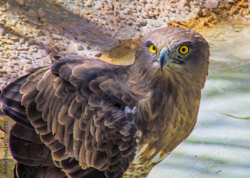 Close-up shot of Short-toed snake eagle on the lakeside on a blurred background photo