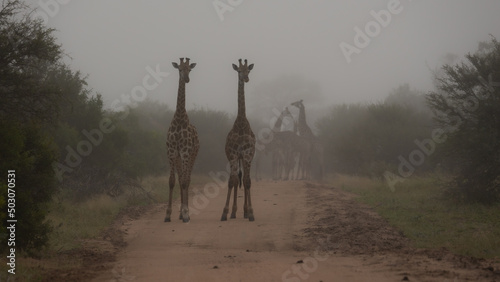 Fototapeta Naklejka Na Ścianę i Meble -  giraffes on the road in thick mist