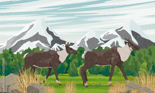 A couple of reindeer are walking along a green summer valley against the backdrop of high mountains with snow-capped peaks. Wild animals of the tundra and taiga. Realistic vector landscape
