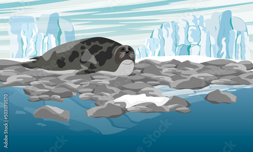 Harp seal on an ocean pebble shore with a glacier in the background. Realistic vector landscape