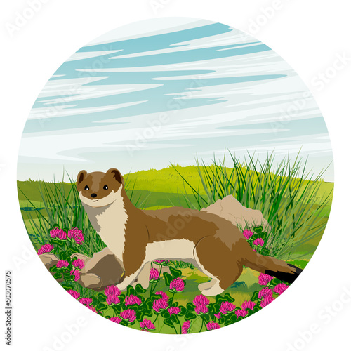 Round composition. Summer brown ermine in a clearing with blooming clover. Mustela erminea. Realistic vector landscape