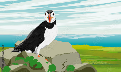 The Atlantic puffin stands on the rocks on the green shore of the ocean. Scandinavian bird Fratercula arctica or common puffin. Realistic vector landscape