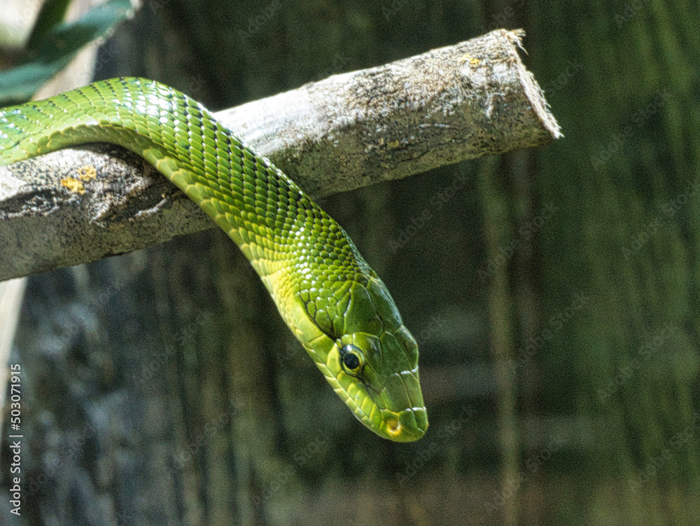 Fototapeta premium Serpent vert