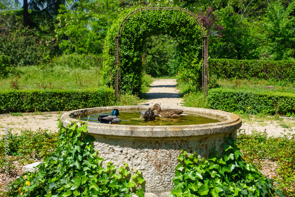 Small fountain with ducks swimming happily in the lush park of vegetation. Small fountain with ducks swimming happily in the lush park of vegetation.