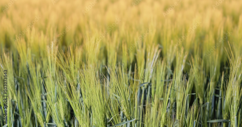 Ears of young green rye in the rays of the setting sun. Rural landscapes, selective soft focus, shallow depth of field. Ears of young green rye in the rays of the setting sun. Rural landscapes, selective soft focus, shallow depth of field.