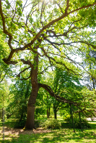 Millenary oak with more than two thousand years of age in the Campo del Moro park in Madrid.