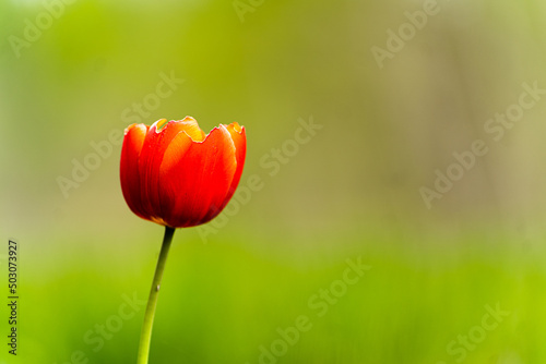 żółto czerwony tulipan na tle lasy #503073927