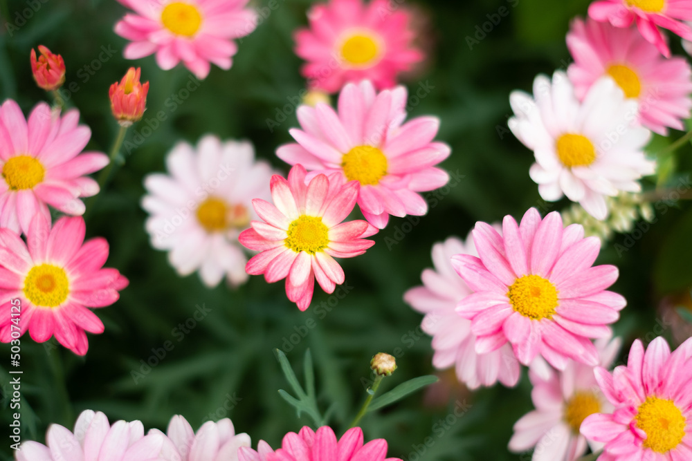 花 花