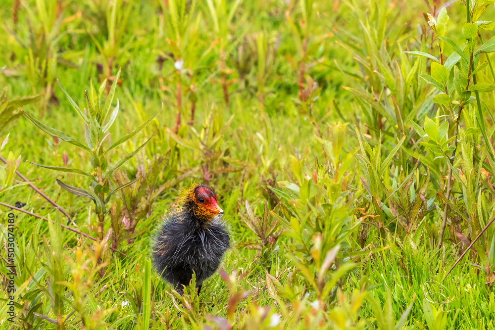 Ugly little coot chick in spring Ugly little coot chick in spring