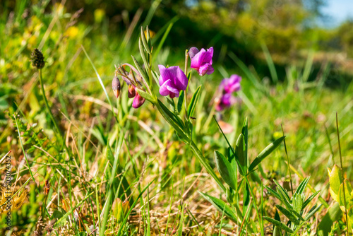 Bitter vetch flower in a meadow