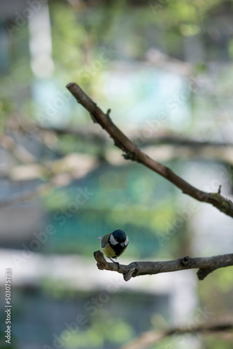 Titmouse with one leg. Wounded tit. Morning meal by the window. Close-up of a nimble bird.