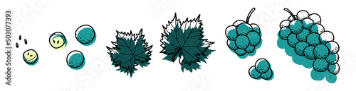 Grape set. Abstract modern set of grape icons, whole and sliced, isolated on a white background. For Internet, printing, product design, logo. Line, contour. Vector hand-drawn flat illustration.