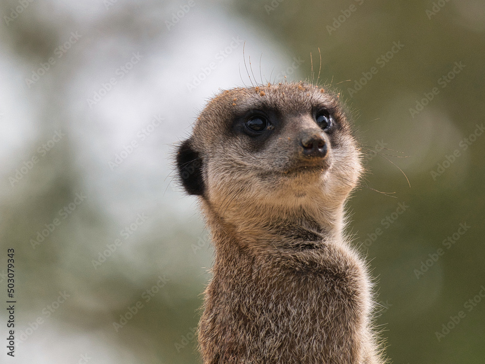 suricate suricate