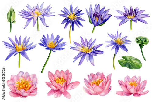 Lotus flower  Pink and violet flowers. Hand drawn watercolor floral set